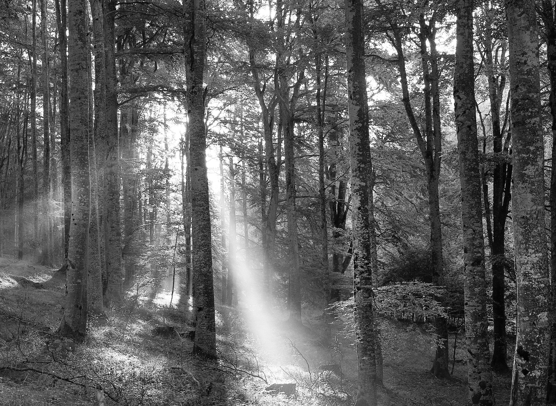 Light in the forest