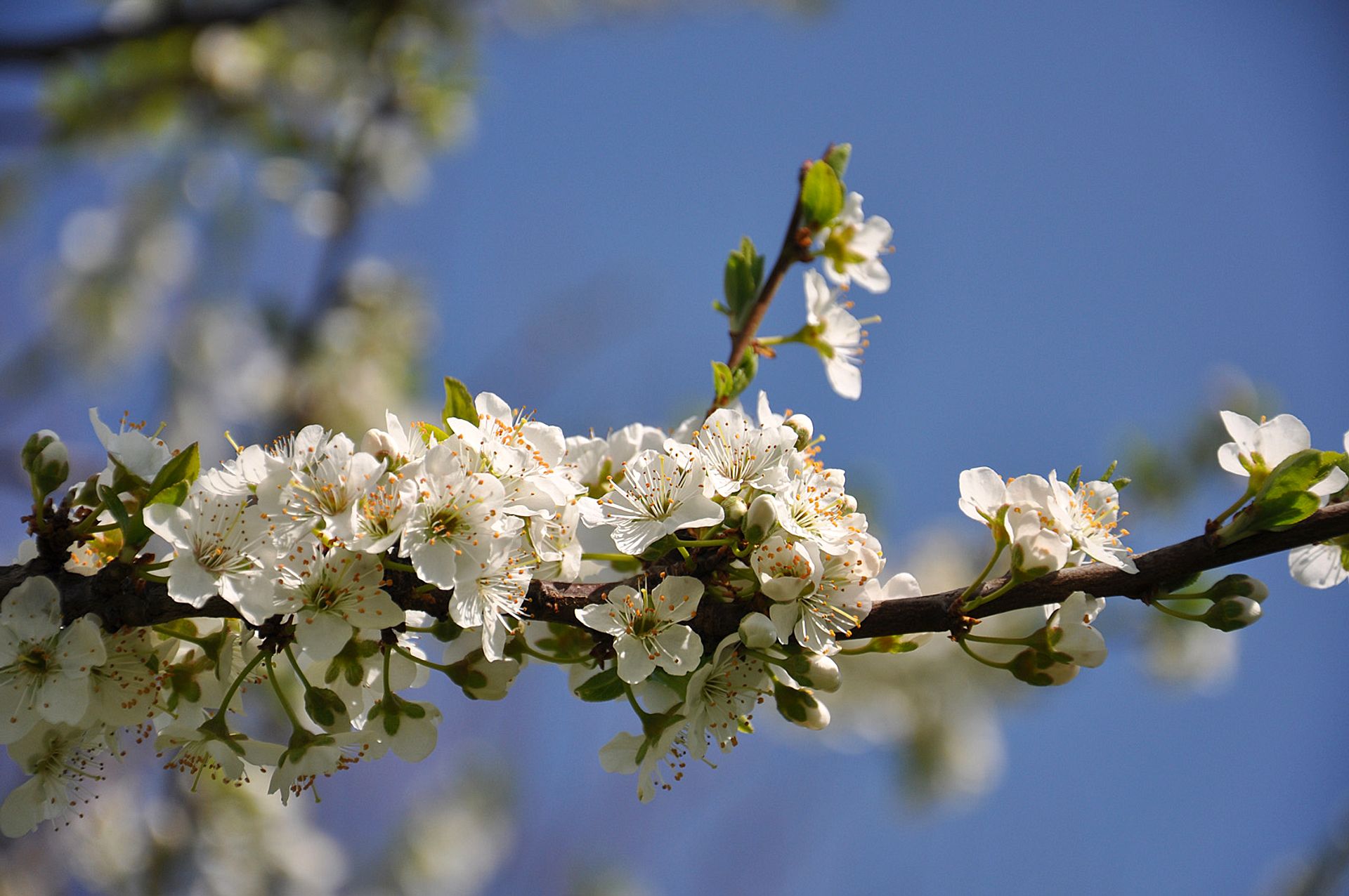 Flowering branch in spring