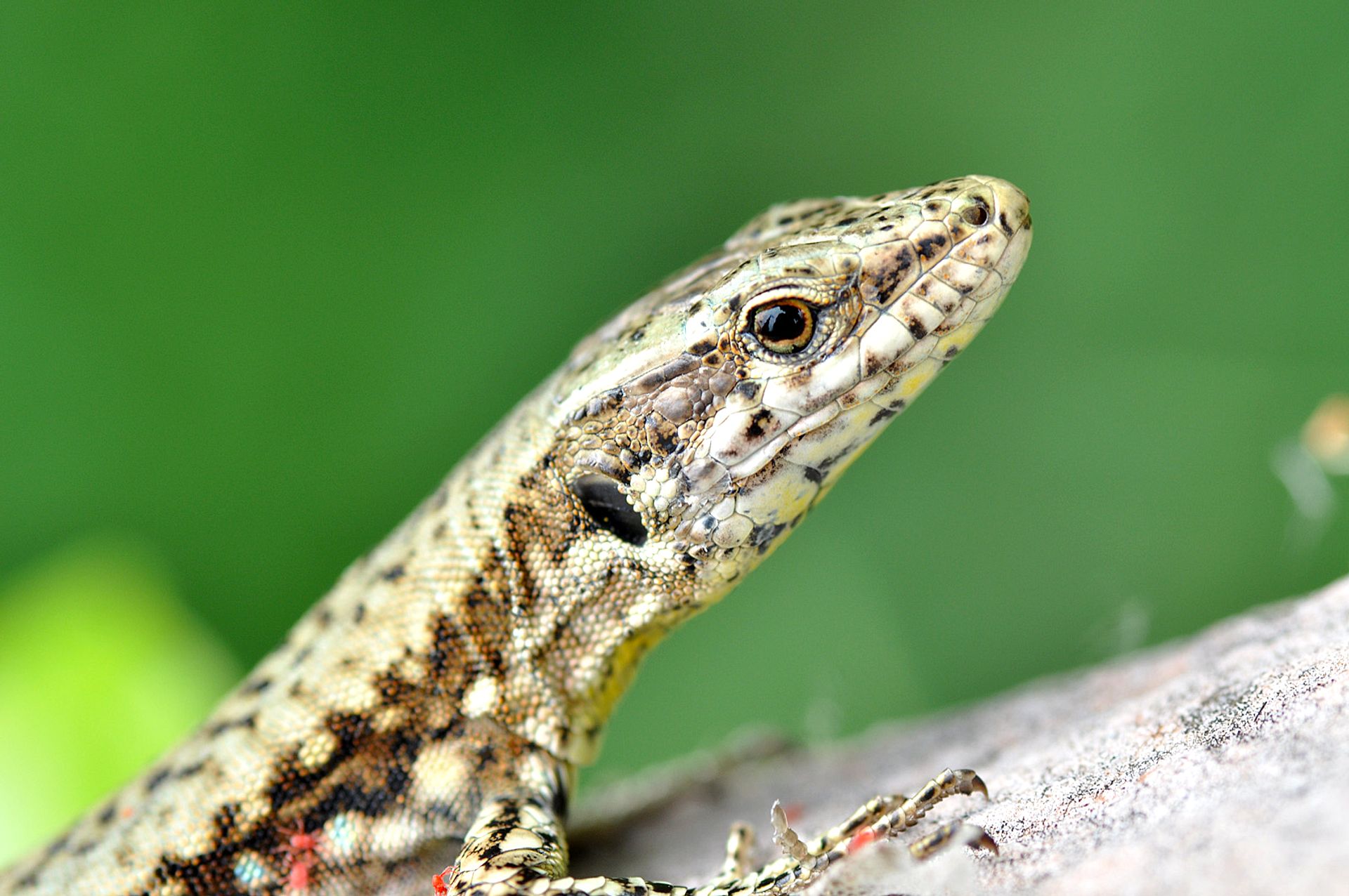 Close-up of a lizard